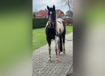 Irish Sport Horse Mix, Gelding, 6 years, 15,2 hh, Pinto