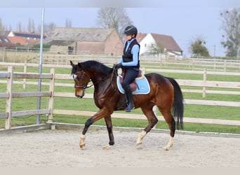 Irish Sport Horse, Gelding, 6 years, 15,3 hh, Brown