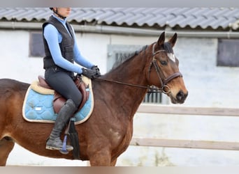 Irish Sport Horse, Gelding, 6 years, 15,3 hh, Brown