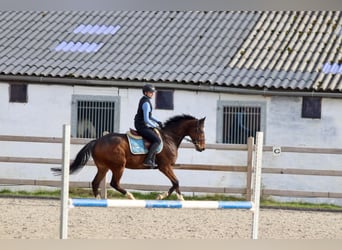 Irish Sport Horse, Gelding, 6 years, 15,3 hh, Brown