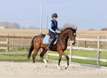 Irish Sport Horse, Gelding, 6 years, 15,3 hh, Brown