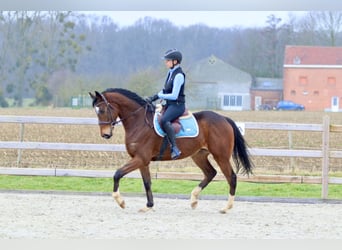 Irish Sport Horse, Gelding, 6 years, 15,3 hh, Brown