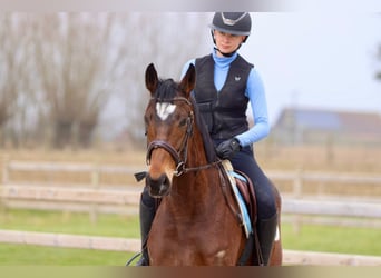 Irish Sport Horse, Gelding, 6 years, 15,3 hh, Brown