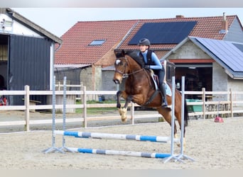 Irish Sport Horse, Gelding, 6 years, 15,3 hh, Brown