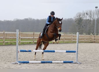 Irish Sport Horse, Gelding, 6 years, 15,3 hh, Brown