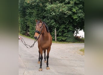 Irish Sport Horse, Gelding, 6 years, 15.3 hh, Brown