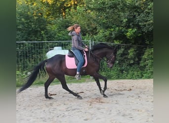 Irish Sport Horse, Gelding, 6 years, 15.3 hh, Smoky-Black