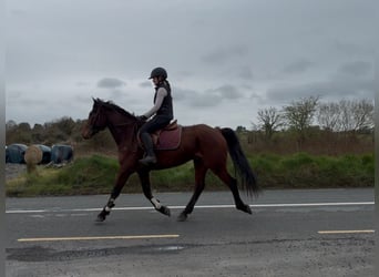 Irish Sport Horse, Gelding, 6 years, 15 hh, Bay