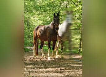 Irish Sport Horse, Gelding, 6 years, 15,2 hh, Pinto