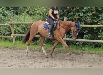Irish Sport Horse, Gelding, 6 years, 15,3 hh, Chestnut-Red