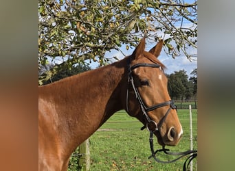 Irish Sport Horse Mix, Gelding, 6 years, 15,3 hh, Chestnut-Red