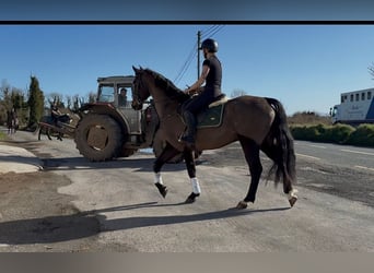 Irish Sport Horse, Gelding, 6 years, 16.1 hh, Bay-Dark