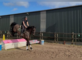Irish Sport Horse, Gelding, 6 years, 16.1 hh, Bay-Dark