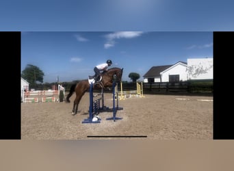 Irish Sport Horse, Gelding, 6 years, 16.1 hh, Bay