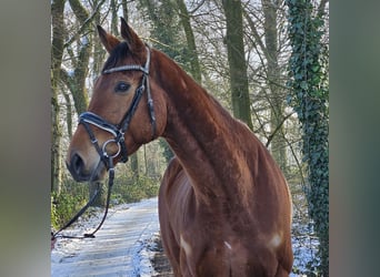Irish Sport Horse, Gelding, 6 years, 16.1 hh, Brown