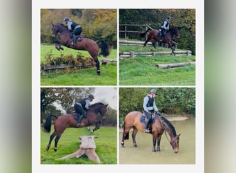 Irish Sport Horse, Gelding, 6 years, 16.1 hh, Brown