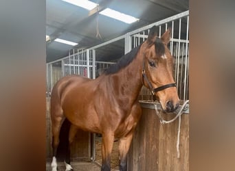 Irish Sport Horse, Gelding, 6 years, 16.1 hh, Brown