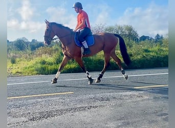 Irish Sport Horse, Gelding, 6 years, 16.1 hh, Brown