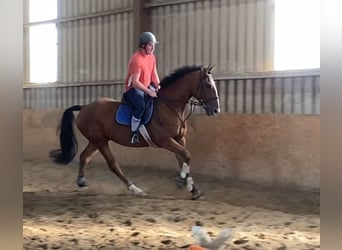 Irish Sport Horse, Gelding, 6 years, 16.1 hh, Brown