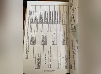 Irish Sport Horse, Gelding, 6 years, 16.1 hh, Brown