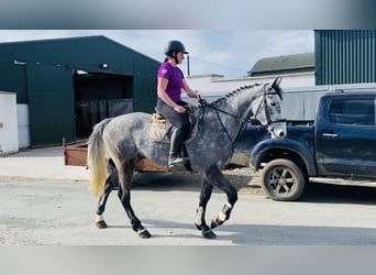 Irish Sport Horse, Gelding, 6 years, 16.1 hh, Gray-Dapple