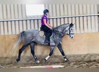 Irish Sport Horse, Gelding, 6 years, 16.1 hh, Gray-Dapple