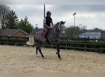 Irish Sport Horse, Gelding, 6 years, 16.1 hh, Gray-Dapple