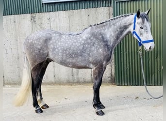 Irish Sport Horse, Gelding, 6 years, 16.1 hh, Gray-Dapple