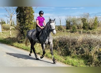 Irish Sport Horse, Gelding, 6 years, 16.1 hh, Gray-Dapple