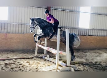Irish Sport Horse, Gelding, 6 years, 16.1 hh, Gray-Dapple