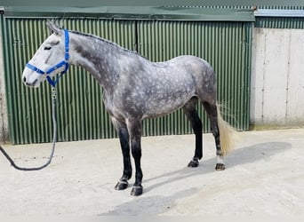Irish Sport Horse, Gelding, 6 years, 16.1 hh, Gray-Dapple