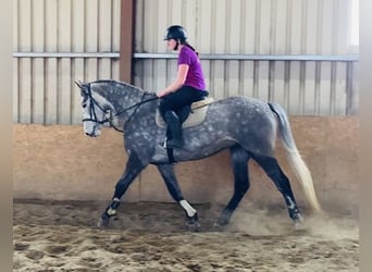 Irish Sport Horse, Gelding, 6 years, 16.1 hh, Gray-Dapple