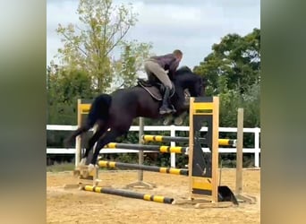 Irish Sport Horse, Gelding, 6 years, 16.2 hh, Bay-Dark