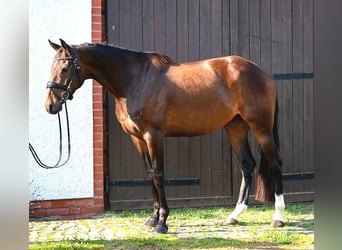 Irish Sport Horse, Gelding, 6 years, 16.2 hh, Bay-Dark