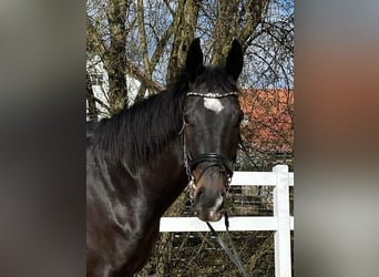 Irish Sport Horse, Wallach, 6 Jahre, 16 hh, Dunkelbrauner