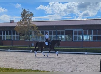 Irish Sport Horse, Wallach, 6 Jahre, 16 hh, Dunkelbrauner