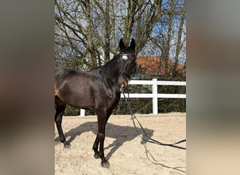 Irish Sport Horse, Wallach, 6 Jahre, 16 hh, Dunkelbrauner