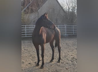 Irish Sport Horse, Gelding, 6 years, 16 hh, Bay-Dark