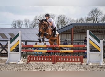 Irish Sport Horse, Gelding, 6 years, 16 hh, Bay-Dark