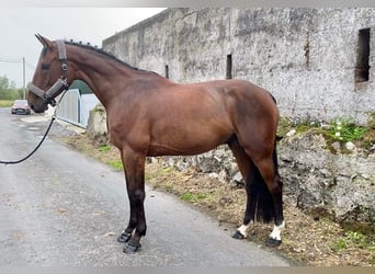 Irish Sport Horse, Gelding, 6 years, 16 hh, Bay-Dark