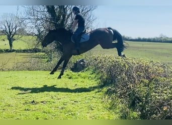 Irish Sport Horse, Gelding, 6 years, 16 hh, Bay-Dark
