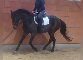 Irish Sport Horse, Gelding, 6 years, 16 hh, Black