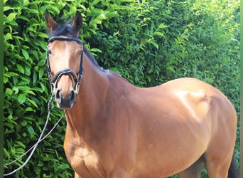 Irish Sport Horse, Gelding, 6 years, 16 hh, Brown