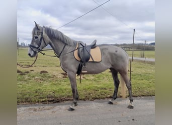 Irish Sport Horse, Gelding, 6 years, 16 hh, Gray