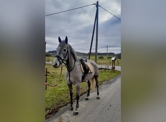 Irish Sport Horse, Gelding, 6 years, 16 hh, Gray