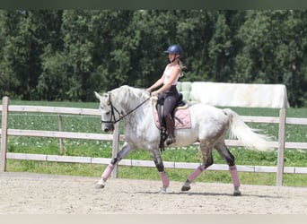 Irish Sport Horse, Gelding, 6 years, 16 hh, Grey-Blue-Tan