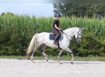 Irish Sport Horse, Gelding, 6 years, 16 hh, Grey-Blue-Tan