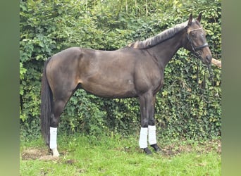 Irish Sport Horse, Gelding, 6 years, 16 hh, Smoky-Black