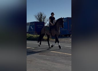 Irish Sport Horse, Gelding, 6 years, 16,1 hh, Bay-Dark