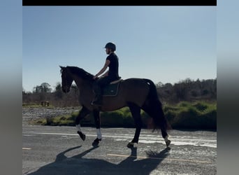 Irish Sport Horse, Gelding, 6 years, 16,1 hh, Bay-Dark